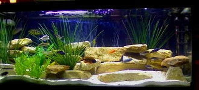 90 gallons freshwater fish tank (mostly fish and non-living decorations) - 90 Gallon Mixed Malawi
