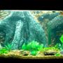 85 gallons freshwater fish tank (mostly fish and non-living decorations) - 85gal bowfront community tank