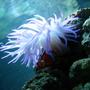 corals inverts - condylactis gigantea - condy anemone stocking in 125 gallons tank - my anenome