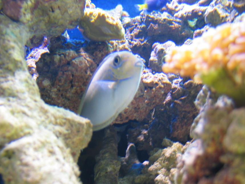 Rated #78: Saltwater Fish - Naso Vlamingii - Vlamingii Tang Stocking In 125 Gallons Tank - my vlamingi tang