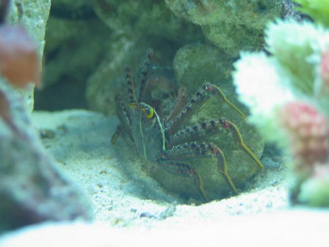 corals inverts - percnon gibbesi - sally lightfoot crab stocking in 125 gallons tank - Sally Lightfoot