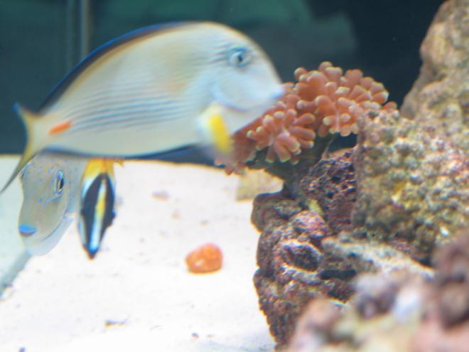 saltwater fish - acanthurus sohal - sohal tang stocking in 125 gallons tank - my tangs