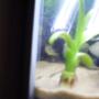 fish tank picture - A really poor picture of my dwarf puffer, its hard getting a good quality with a curved tank :( i'll see if i can find a better camera soon...