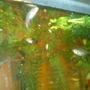 freshwater fish stocking in 125 gallons tank - SOME OF MY FISHIES. CAN YOU TELL WHO IS WHO ?