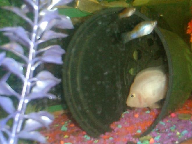 freshwater fish - heros severus x amphilophus citrinellum - blood parrot stocking in 125 gallons tank - MY JELLY BEAN GUARDING HIS HOUSE.