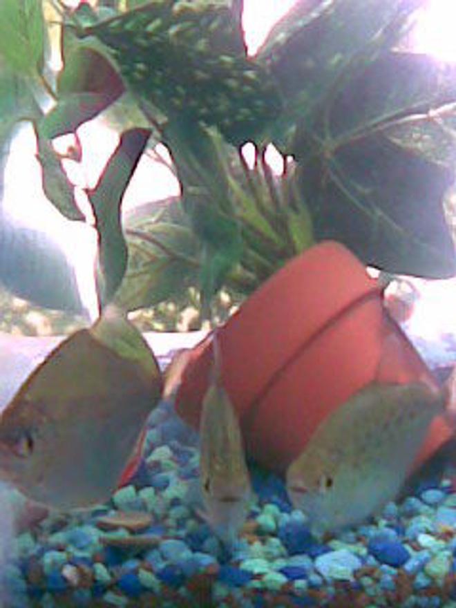 freshwater fish - metynnis argenteus - silver dollar stocking in 125 gallons tank - Silver Dollars, The 3 musketeers