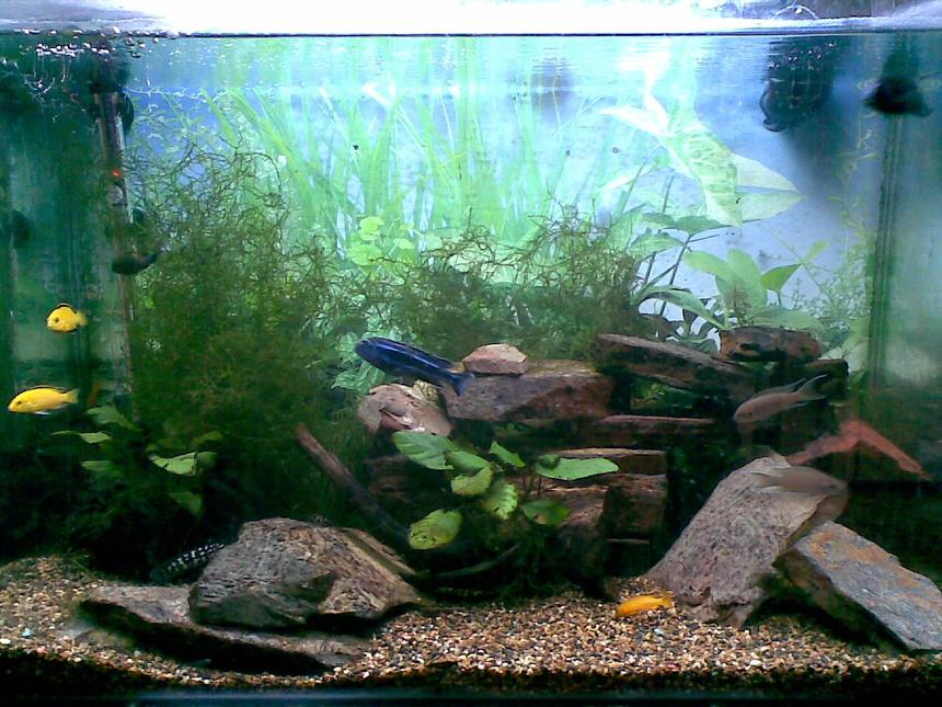 Rated #1843: 45 Gallons Freshwater Fish Tank - The Blue Jahanni is a camera hog everytime we took a pic he was in it.  The rocks on the bottom where the transcriptus is, is where all the babies hide (really cute at feeding time). And the Sonadontus hides behind all the rocks at the back only popping his head out at night or when it is feeding.   (PLEASE FORGIVE THE NAME  BEING SPELT INCORRECTLY)