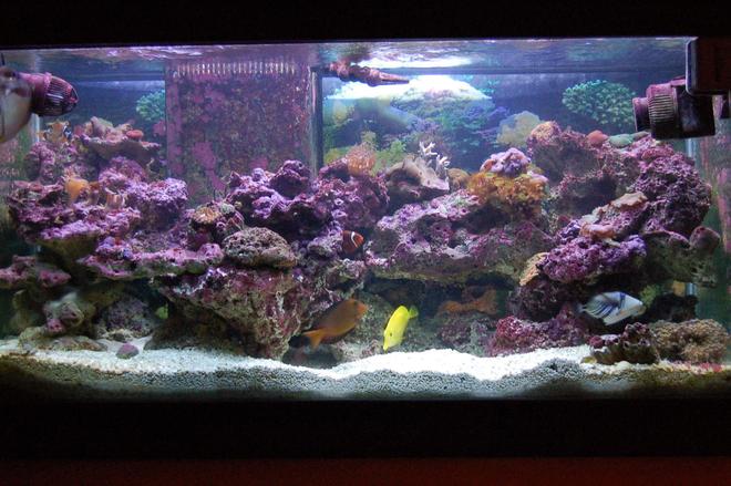 90 gallons reef tank (mostly live coral and fish) - full tank shot