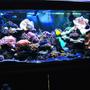 fish tank picture - AquaReef
