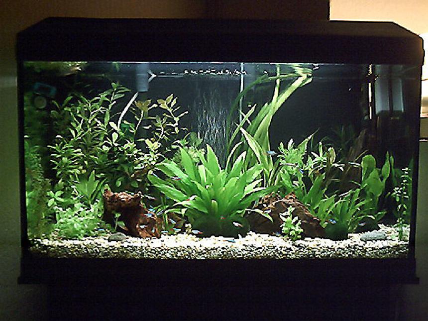 Rated #89: 3 Gallons Planted Tank - close up of tank sorry bout the cam agen