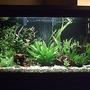 3 gallons planted tank (mostly live plants and fish) - close up of tank sorry bout the cam agen