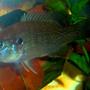 freshwater fish - lepomis cyanellus - green sunfish stocking in 10 gallons tank - my new green sunfish