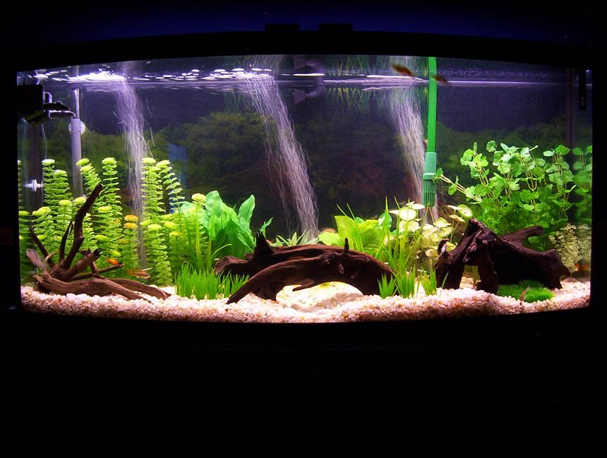 Rated #36: 72 Gallons Freshwater Fish Tank - My 72 Gallon Bowfront Tank- South American/Community