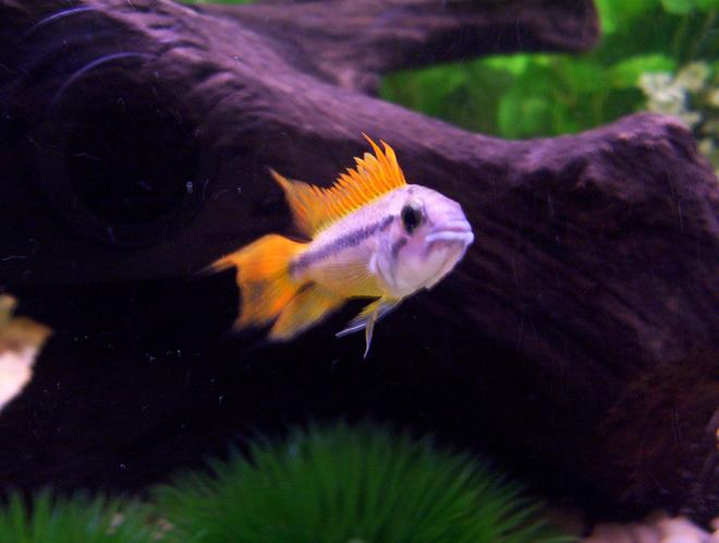 freshwater fish - apistogramma cacatuoides - orange cockatoo cichlid stocking in 72 gallons tank - My male Apistogramma Cacatuoides. I have to give him credit for coming to the front of the tank, trying to showoff, and stare down a 200 lb man, hehe. He's the little king of the tank.