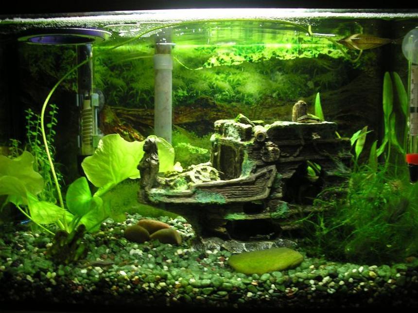 Rated #1900: 5 Gallons Planted Tank - Updated pic of my 5 gallon tank
03/31/08