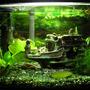 5 gallons planted tank (mostly live plants and fish) - Updated pic of my 5 gallon tank 03/31/08