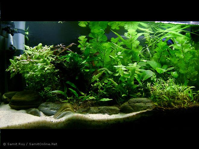 42 gallons planted tank (mostly live plants and fish) - Secret Shore / 6 gl Planted Nano 

Substrate: Commercial + White River Sand
Light: 11 x 2 PLL
CO2: DYI (Yeast + Sugar)
Filtration: Internal