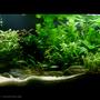 42 gallons planted tank (mostly live plants and fish) - Secret Shore / 6 gl Planted Nano Substrate: Commercial + White River Sand Light: 11 x 2 PLL CO2: DYI (Yeast + Sugar) Filtration: Internal