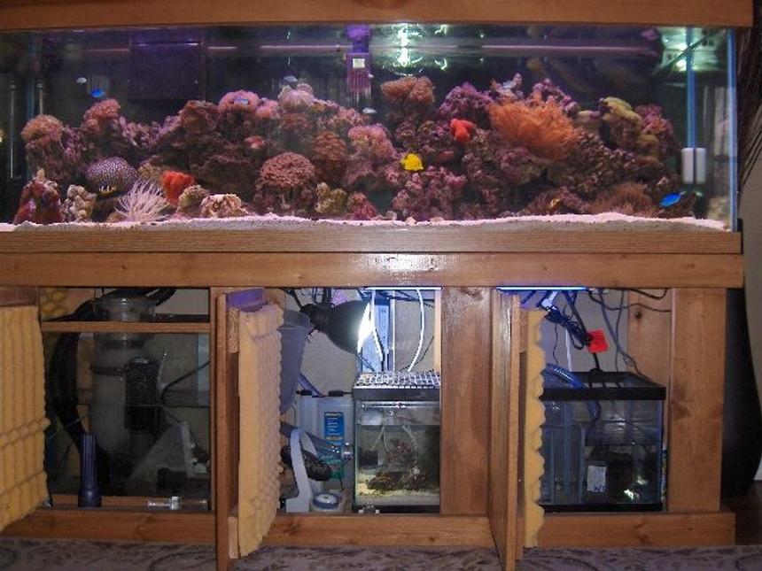Rated #79: 125 Gallons Reef Tank - view of tank with doors of sump and refugium open