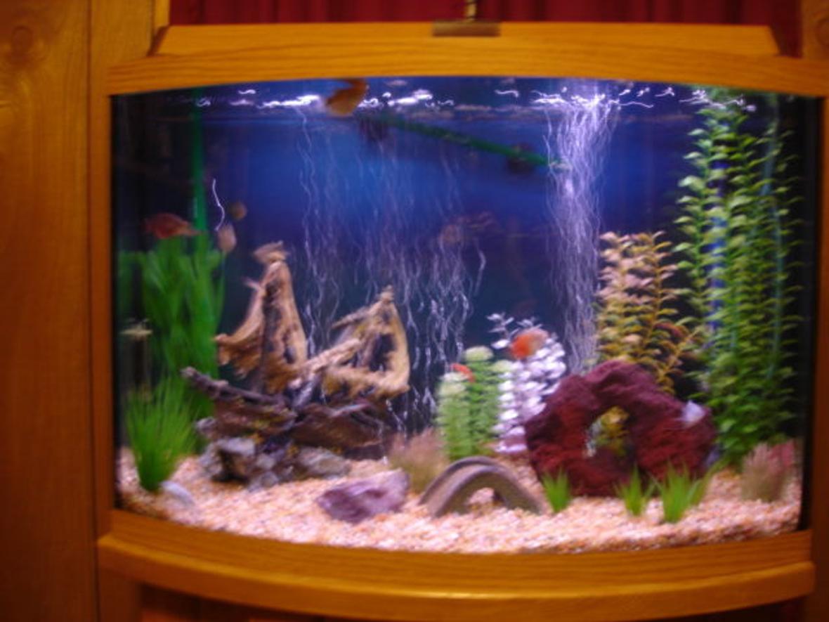 36 gallons freshwater fish tank (mostly fish and non-living decorations) - 36 GALLON BOW FRONT