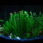 fish tank picture - Main Tank View