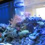 215 gallons reef tank (mostly live coral and fish) - 215