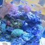 fish tank picture - reef