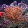 corals inverts - goniopora sp. - flower pot coral stocking in 125 gallons tank - flower pot