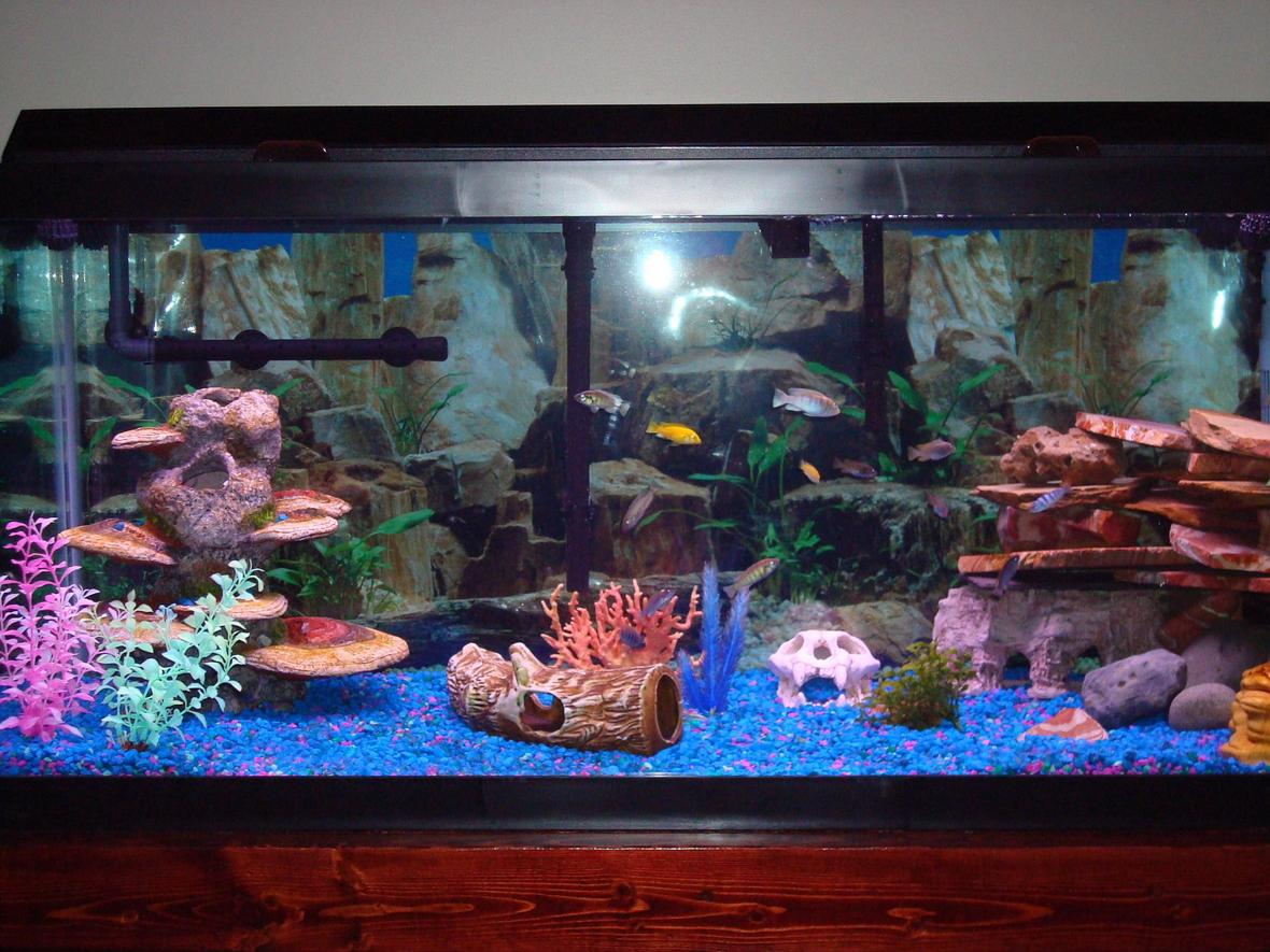 75 gallons freshwater fish tank (mostly fish and non-living decorations) - fish just chillen, I am going to be replacing the gravel wiht the salt n pepper sand after one of the pundamillia lets out her babies