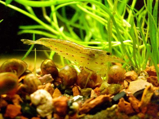 corals inverts - caridina japonica - japonica amano shrimp stocking in 16 gallons tank - Cardinia japonica