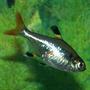 freshwater fish - pristella maxillaris - x-ray pristella tetra stocking in 110 gallons tank - Pristella Tetra