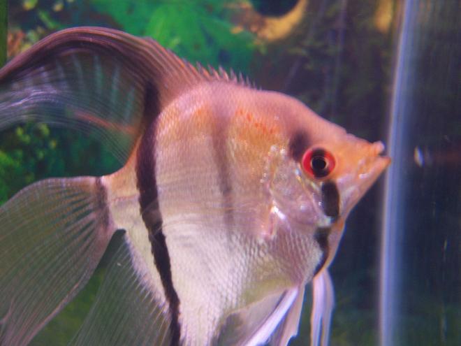 freshwater fish - pterophyllum sp. - silver zebra angel stocking in 46 gallons tank - my red eye angel fish