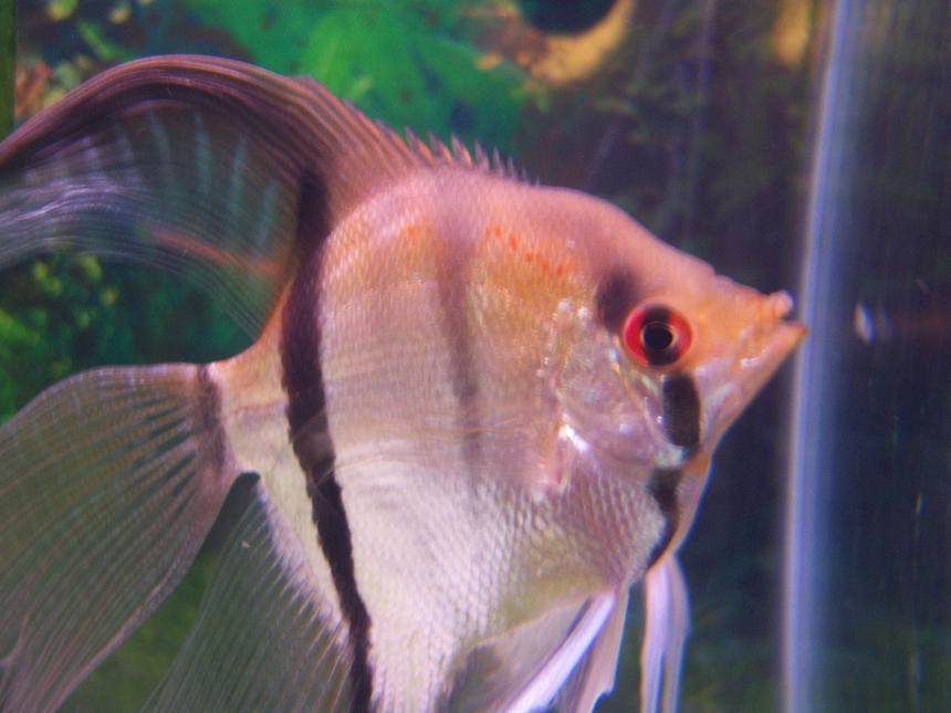 Rated #1276: Freshwater Fish - Pterophyllum Sp. - Silver Zebra Angel Stocking In 46 Gallons Tank - my red eye angel fish