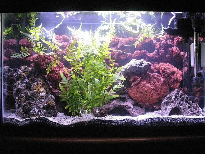 29 gallons freshwater fish tank (mostly fish and non-living decorations) - My 29 Gal. Cichlid tank.