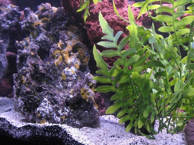 29 gallons freshwater fish tank (mostly fish and non-living decorations) - Left Side