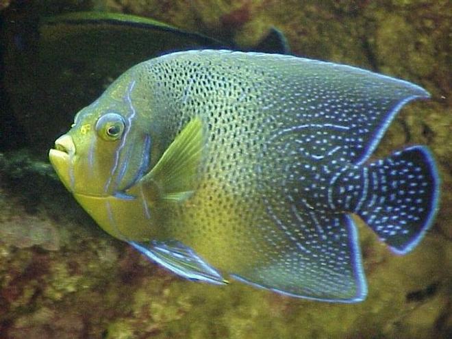 saltwater fish - pomacanthus semicirculatus - koran angelfish stocking in 55 gallons tank - Koran Angel