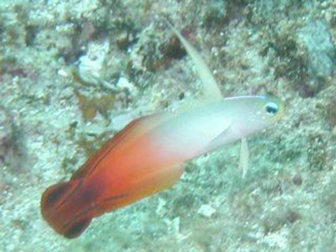 saltwater fish - nemateleotris magnifica - firefish stocking in 55 gallons tank - Firefish Goby