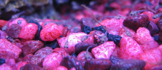 freshwater fish - archocentrus nigrofasciatus - black convict cichlid stocking in 10 gallons tank - Black Convict x Jellybean Parrot Fry