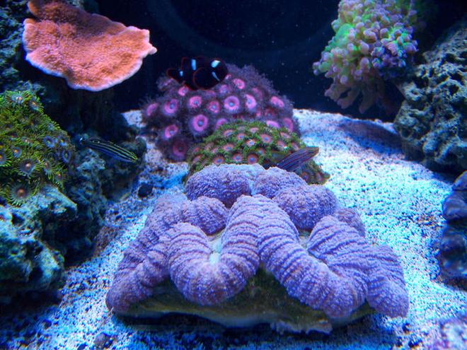 corals inverts - zoanthus sp. - button polyp, pink stocking in 75 gallons tank - Center of tank