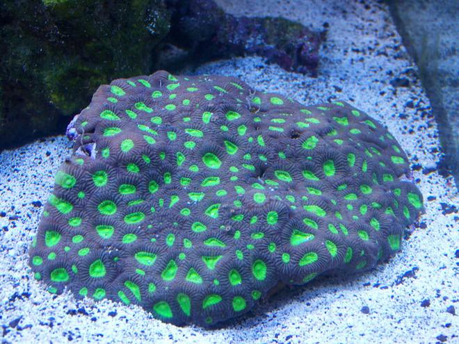 corals inverts - favites sp. - brain coral, favites stocking in 75 gallons tank - Metallic Green Favia