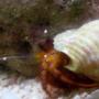 corals inverts - clibanarius sp. - dwarf red tip hermit crab stocking in 55 gallons tank - the crab when i bought him