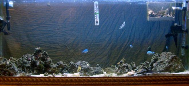 55 gallons reef tank (mostly live coral and fish) - The Reef Tank - this tank is double sided veiw, i have a bed sheet there behind the tank for now. my cam is kinda a peice of crap