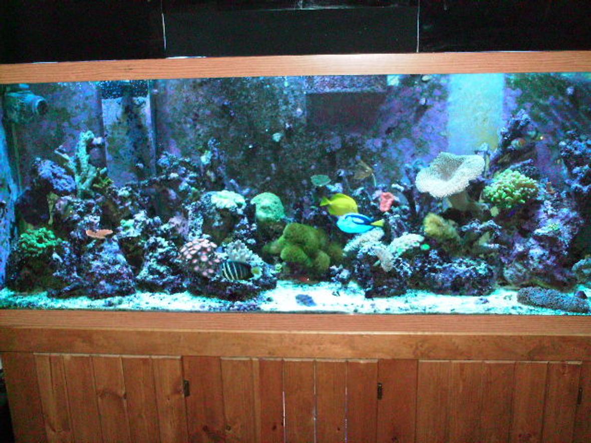 150 gallons reef tank (mostly live coral and fish) - front