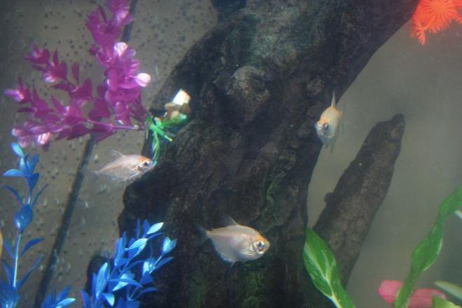 freshwater fish - gymnocorymbus sp. - black skirt tetra stocking in 43 gallons tank - 3 White Skirt Tetra. Tank is a little cloudy, taken before finished cycle but I thought this was a good picture of the family of White Skirts. (I think) anyone have any ideas?