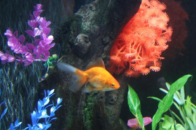 freshwater fish - carassius auratus - fantail goldfish stocking in 43 gallons tank - This is my Fantail Goldfish. She is great and plays with the Parrotfish a lot.