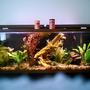 100 gallons planted tank (mostly live plants and fish) - 100 gallon planted community tank sorry about the picture quality i took it with a phone and i couldnt get the whole thing up close i will upgrade it soon