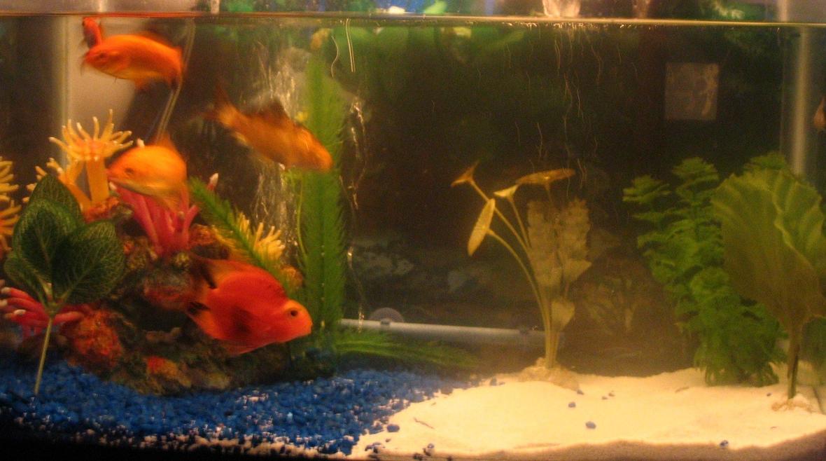 10 gallons freshwater fish tank (mostly fish and non-living decorations) - one Parrot Fish, four gold fish, one blue dragon goby, 2 bottom feeders,