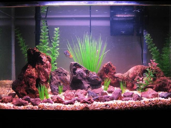 29 gallons freshwater fish tank (mostly fish and non-living decorations) - The new look.