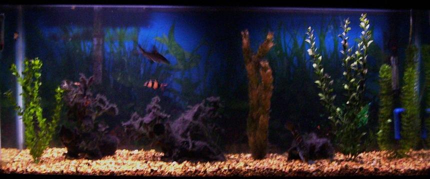 Rated #2537: 55 Gallons Freshwater Fish Tank - WOW! It is kinda hard to get a photo of my tank that will do it justice! I am sure many of you had the same problem?