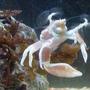 corals inverts - neopetrolisthes ohshimai - porcelain anemone crab stocking in 155 gallons tank - Anemone Porcelain Crab Catching Food
